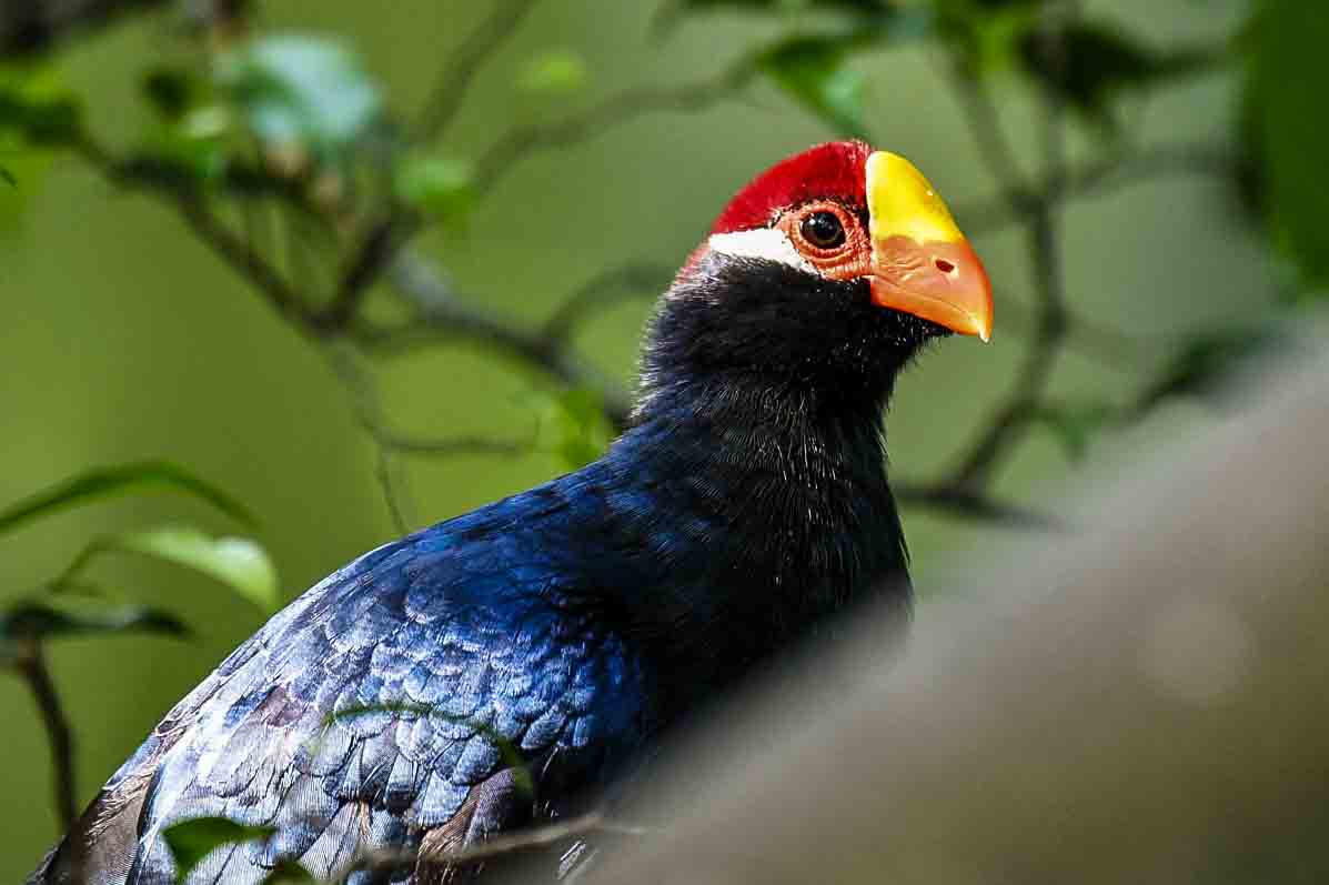 Birds